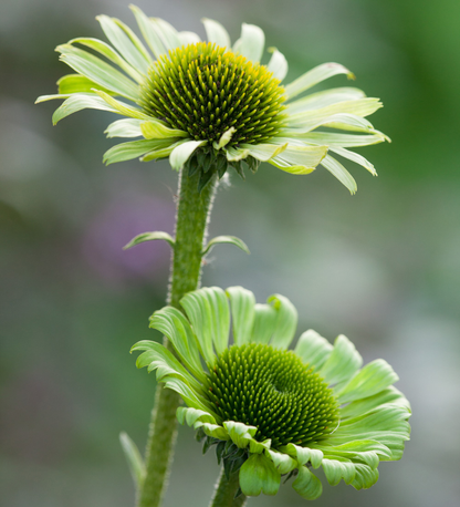 Echinacea purpurea 'Green Jewel' - Zonnehoed