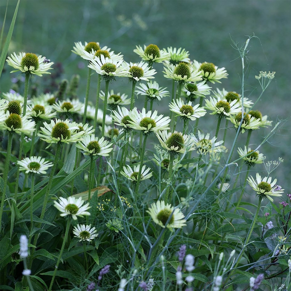 Echinacea purpurea 'Green Jewel' - Zonnehoed