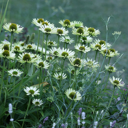 Echinacea purpurea 'Green Jewel' - Zonnehoed