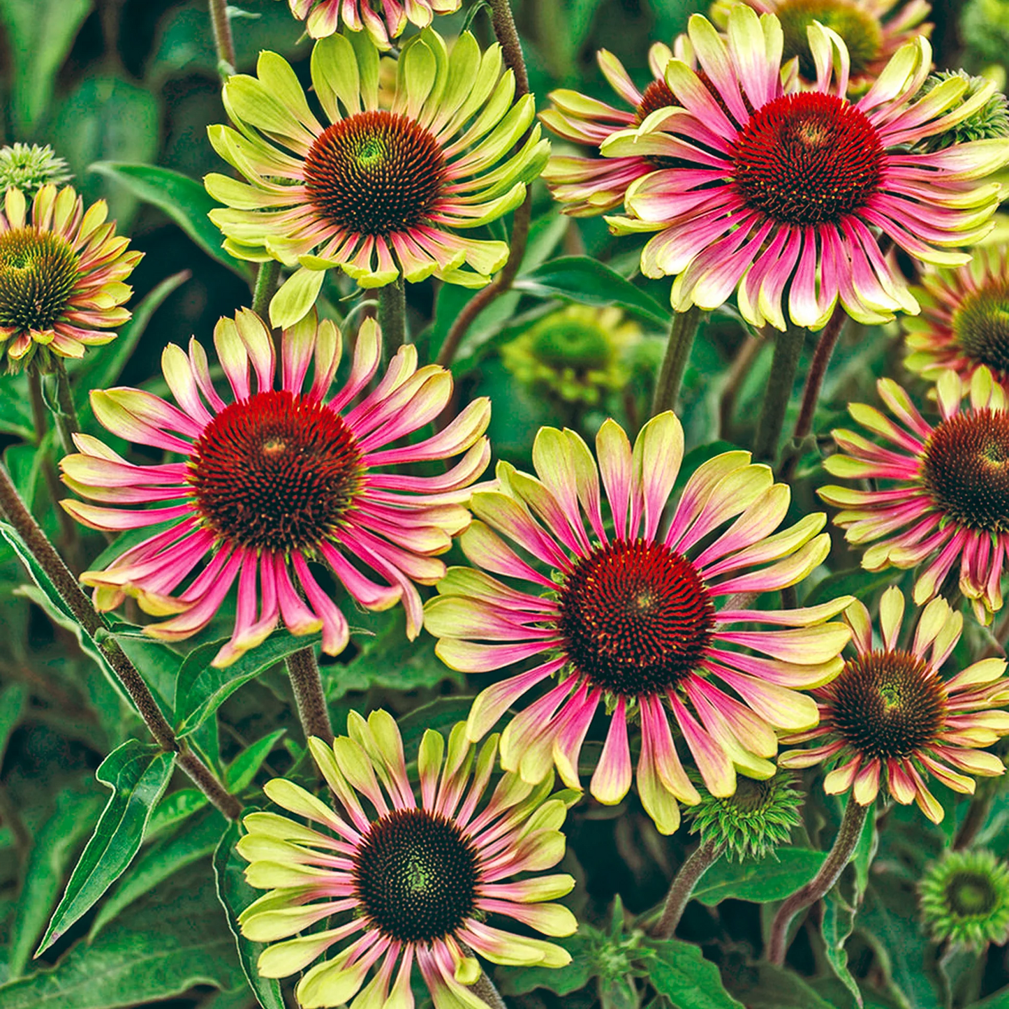 Echinacea purpurea 'Green Twister' - Zonnehoed