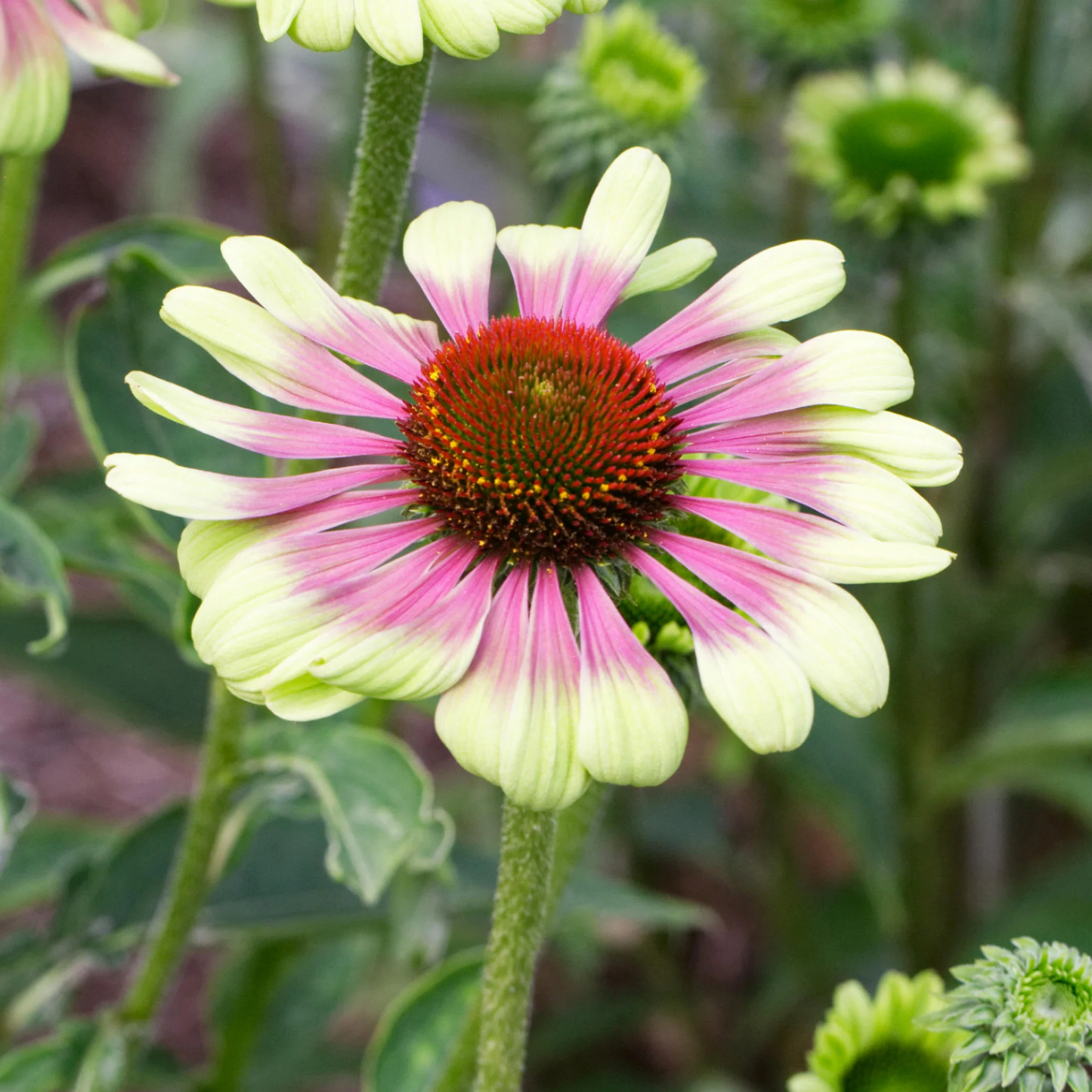 Echinacea purpurea 'Green Twister' - Zonnehoed