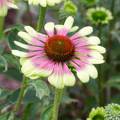 Echinacea purpurea 'Green Twister' - Zonnehoed