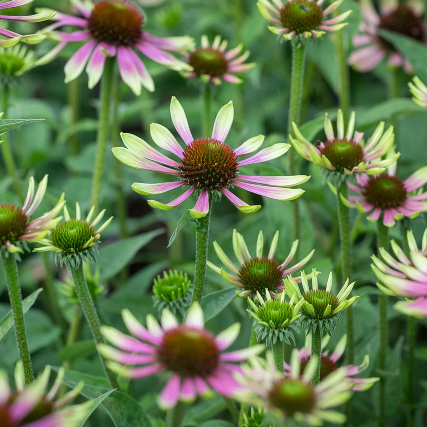 Echinacea purpurea 'Green Twister' - Zonnehoed
