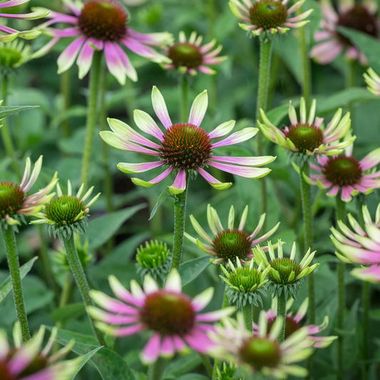 Echinacea purpurea 'Green Twister' - Zonnehoed