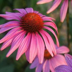 Echinacea purpurea 'Prairie Splendor Deep Rose' - Rode Zonnehoed