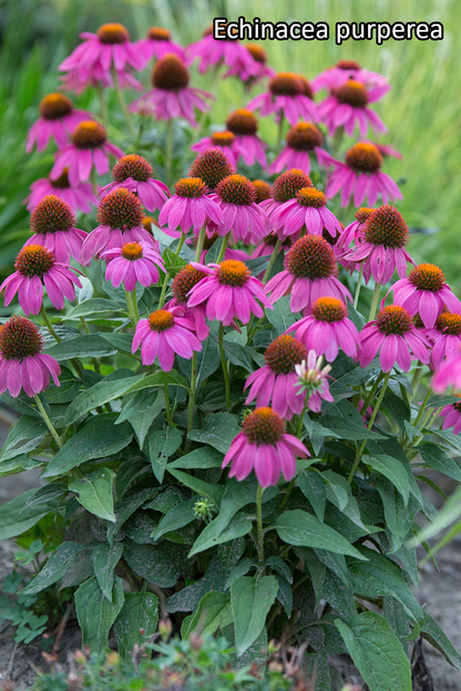 Borderpakket '4-seizoenen-bloei' - 5m² - 50 planten