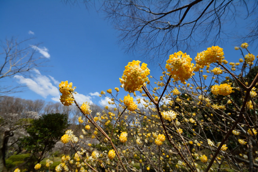 Edgeworthia chrysantha 'Grandiflora' - Papierstruik