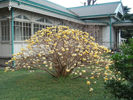 Edgeworthia chrysantha 'Grandiflora' - Papierstruik