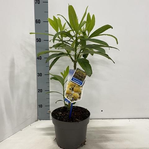 Edgeworthia chrysantha 'Grandiflora' - Papierstruik