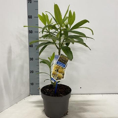 Edgeworthia chrysantha 'Grandiflora' - Papierstruik