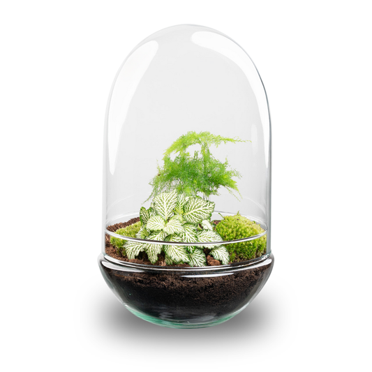 Een glazen terrarium met een bolvormige dop, gevuld met donkere aarde en groene planten, waaronder een netleaf philodendron en moss. Perfect voor binnenruimte decoratie en plantenverzorging.