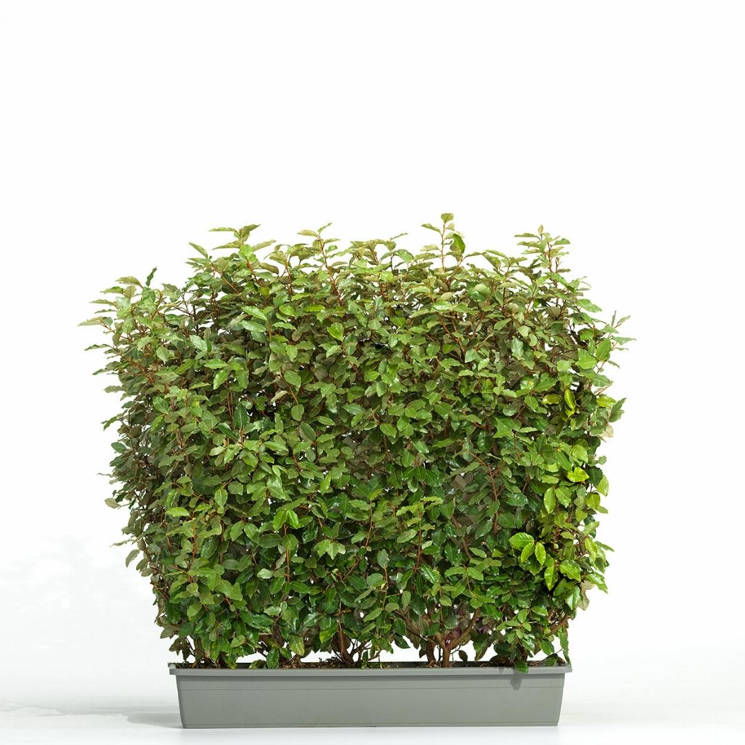 Elaeagnus ebbingei 'Compacta' - Olijfwilg - Kant-en-klaar haag