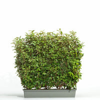 Elaeagnus ebbingei 'Compacta' - Olijfwilg - Kant-en-klaar haag