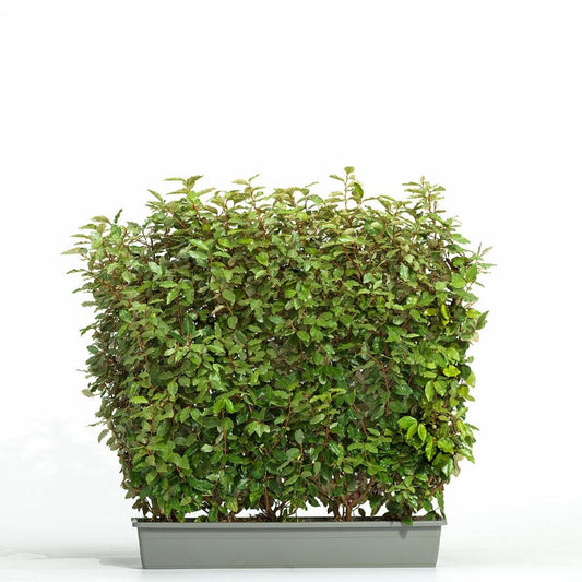Elaeagnus ebbingei 'Compacta' - Olijfwilg - Kant-en-klaar haag