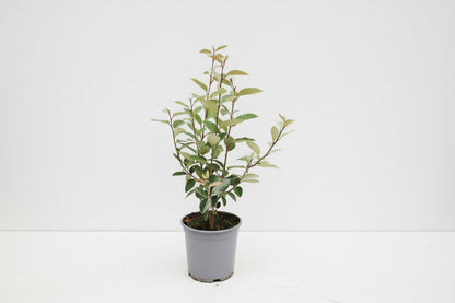 Elaeagnus ebbingei - Olijfwilg