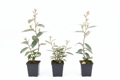 Elaeagnus ebbingei - Olijfwilg