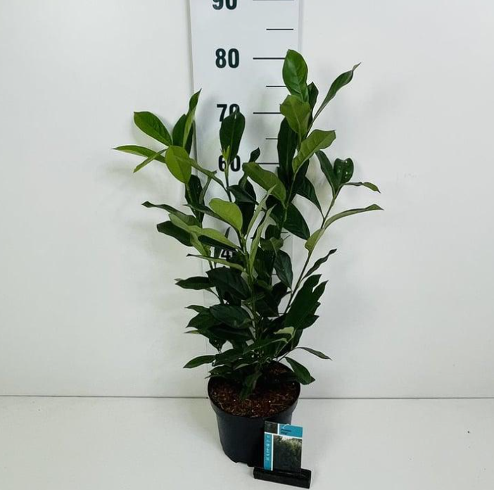 Prunus laurocerasus 'Elly' in pot -  Laurierkers 40-50cm