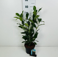 Prunus laurocerasus 'Elly' in pot -  Laurierkers 40-50cm
