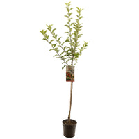 Malus domestica 'Elstar' - Rode herfstappel - Halfstam