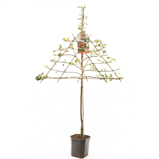 Malus domestica Elstar - Rode herfstappel leivorm