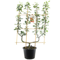 Malus domestica 'Elstar' - Rode herfstappel - Leivorm dubbele U