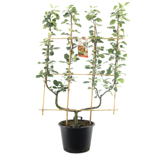 Malus domestica Elstar - Rode herfstappel dubbele U leivorm