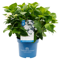 Hydrangea macrophylla 'The Bride' - Endless Summer® Collection