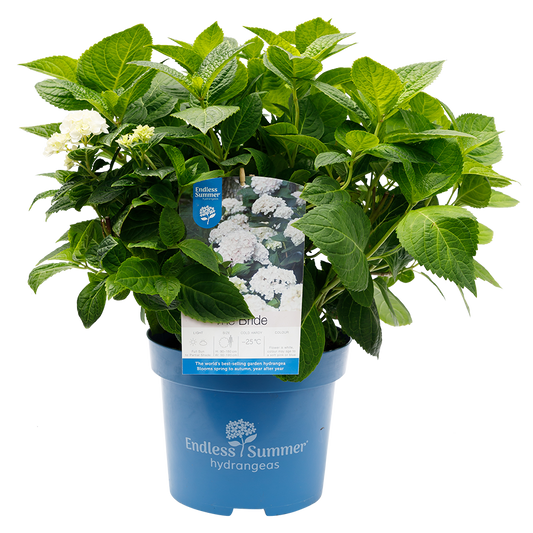 Hydrangea macrophylla 'The Bride' - Endless Summer® Collection