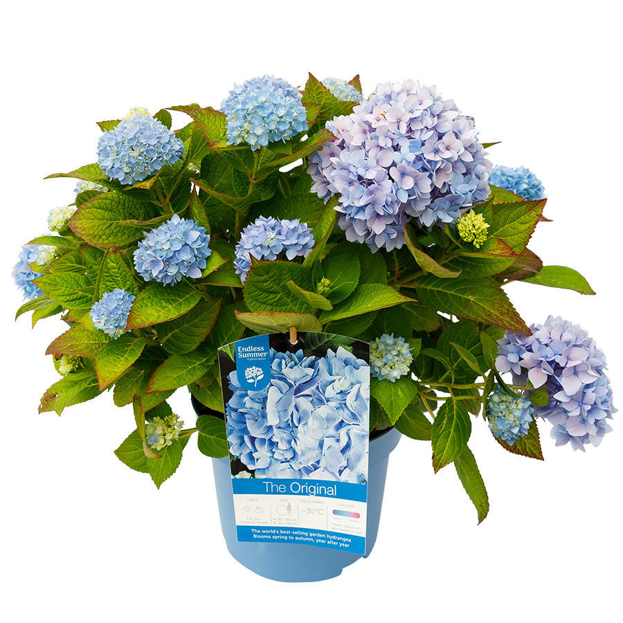 Hydrangea macrophylla 'The Original Blue' - Endless Summer Collection®