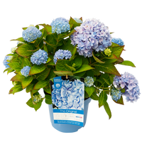 Hydrangea macrophylla 'The Original Blue' - Endless Summer Collection®