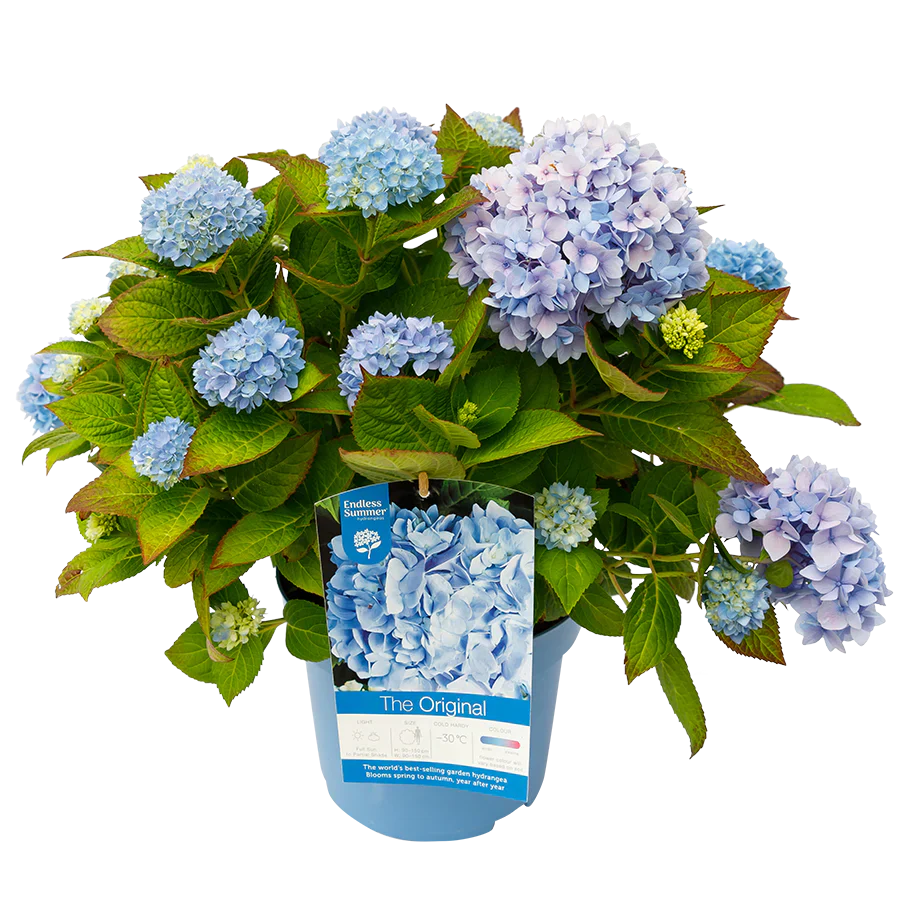 Blauwe Hortensia's - Pakket voor 1 vierkantemeter