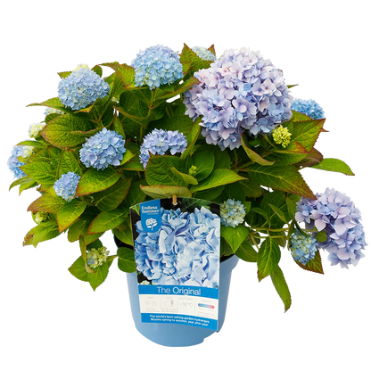 Blauwe Hortensia's - Pakket voor 1 vierkantemeter