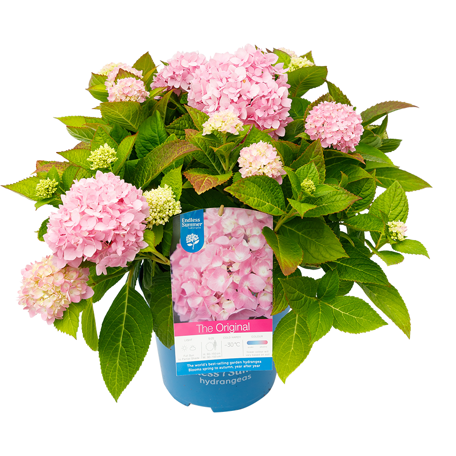 Hydrangea macrophylla 'The Orginal Pink' - Endless Summer® Collection