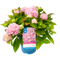 Hydrangea macrophylla 'The Orginal Pink' - Endless Summer® Collection
