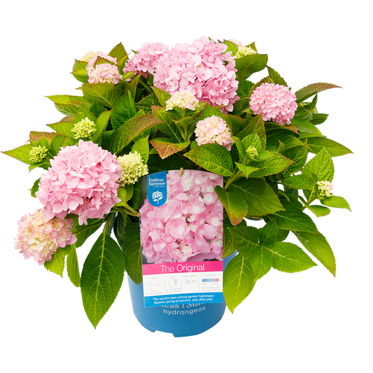 Hydrangea macrophylla 'The Orginal Pink' - Endless Summer® Collection