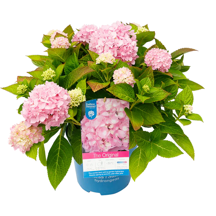 Roze Hortensia's - Pakket voor 1 vierkantemeter