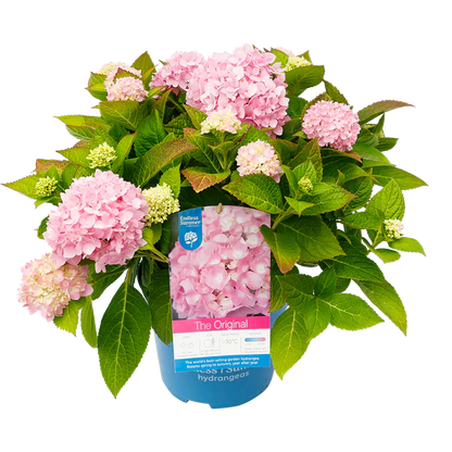 Roze Hortensia's - Pakket voor 1 vierkantemeter