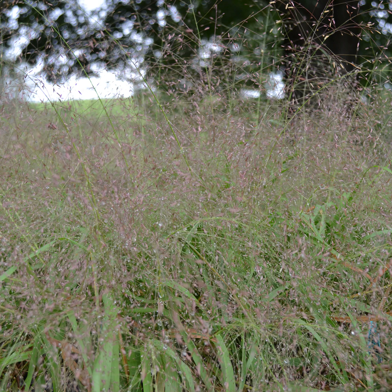 Eragrostis spectabilis - Prachtliefdegras