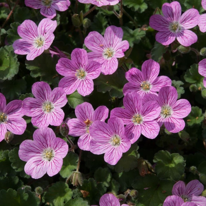 Erodium variabile 'Bishop's Form' - Reigersbek