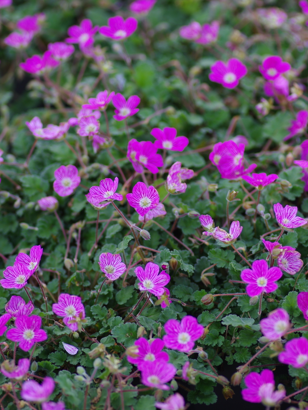 Erodium variabile 'Bishop's Form' - Reigersbek