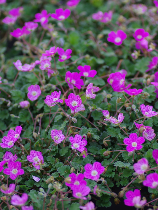 Erodium variabile 'Bishop's Form' - Reigersbek