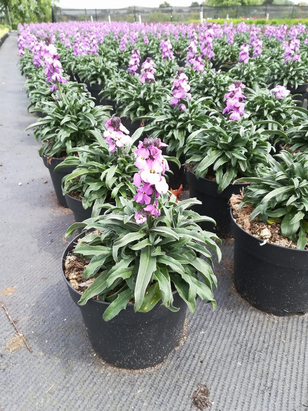 Erysimum ‘Bowles Mauve’ - Steenraket / Muurbloem