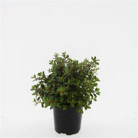 Escallonia 'Red Dream' - Andesstruik