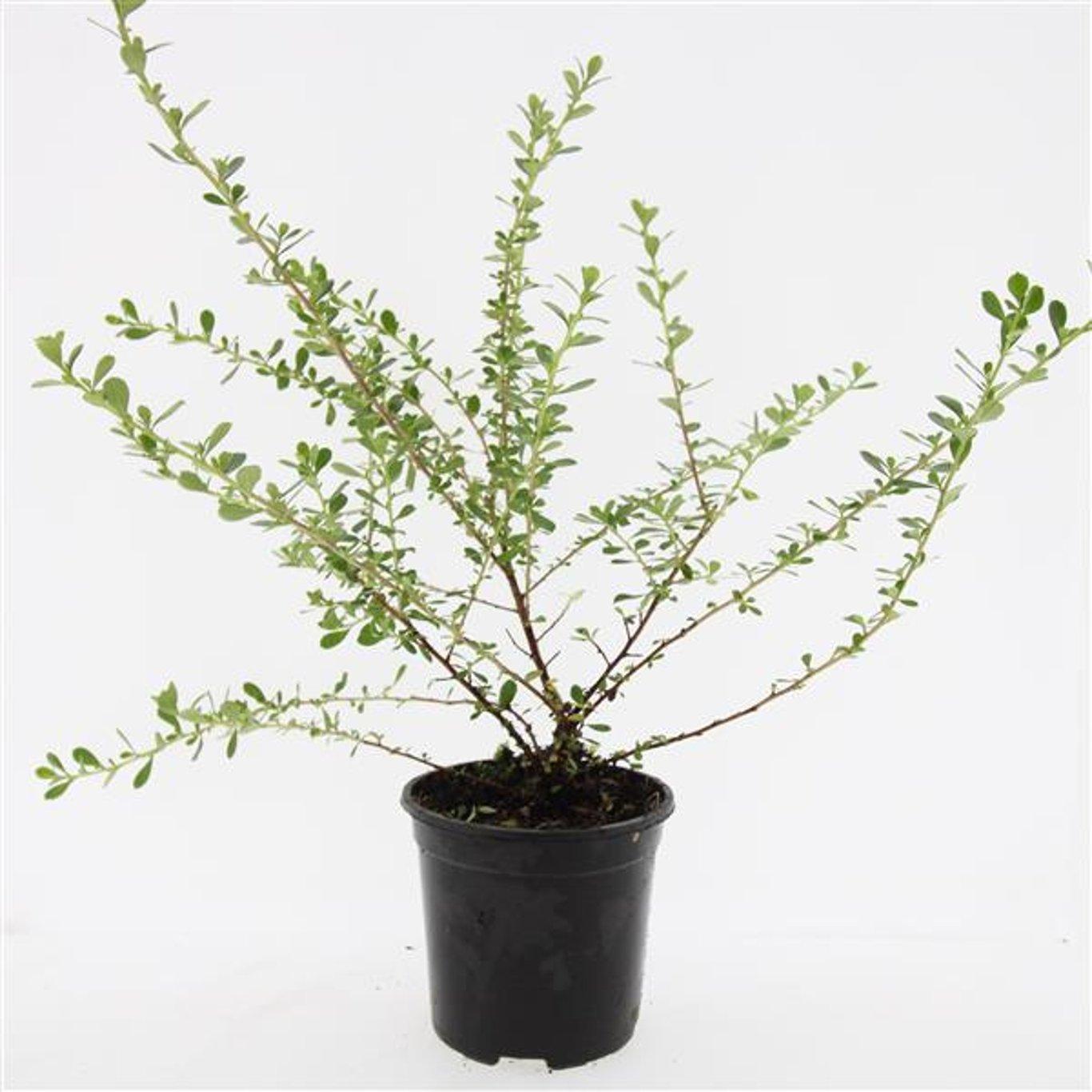 Escallonia 'Donard Seedling' - Andesstruik