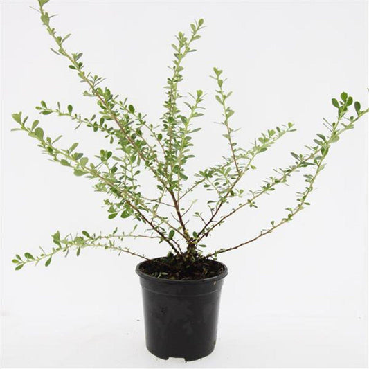 Escallonia 'Donard Seedling' - Andesstruik