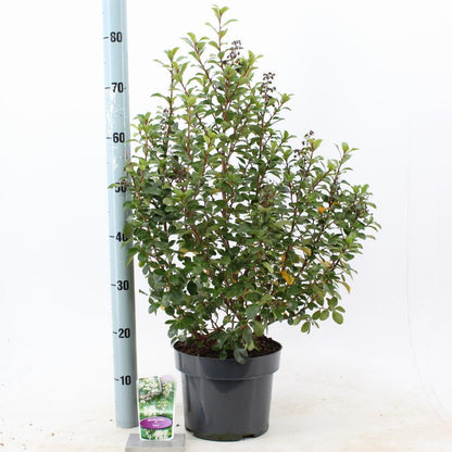 Escallonia 'Iveyi' - Andesstruik
