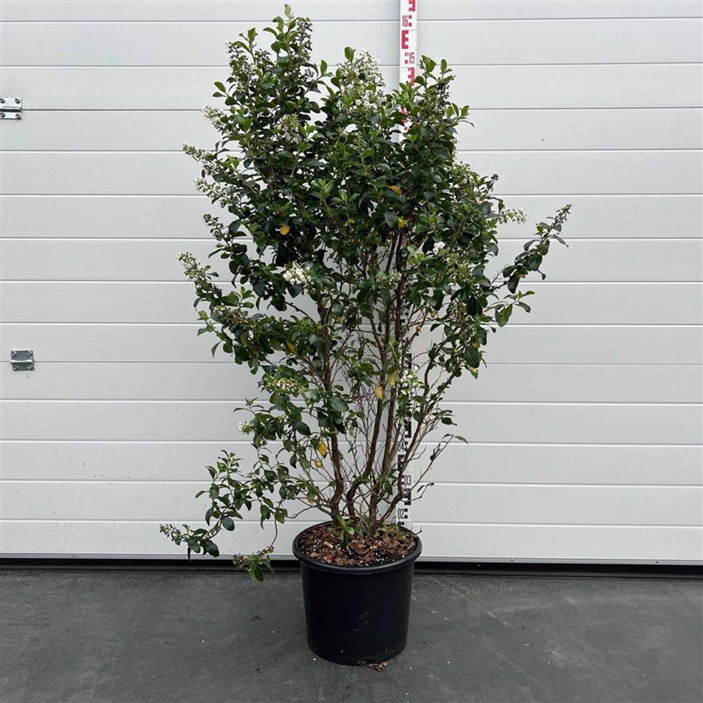 Escallonia 'Iveyi' - Andesstruik