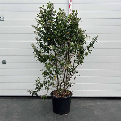 Escallonia 'Iveyi' - Andesstruik