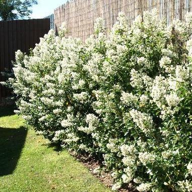 Escallonia 'Iveyi' - Andesstruik