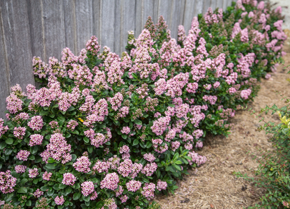 Escallonia laevis ‘Pink Elle’ - Andesstruik